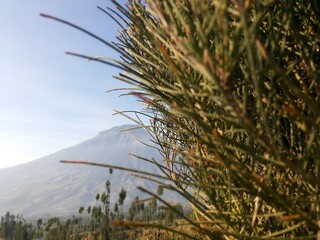 plants and trees with a background of Mount Sindoro. one of the destinations for families on...