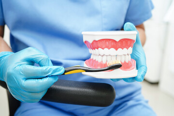 Doctor clean teeth denture with toothbrush for teach patient and dentist studying about dentistry.