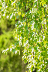 Birch branches with fresh green leaves and seeds. Birch tree branch, Betula pendula.