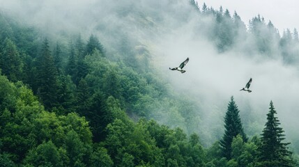Naklejka premium Birds Flying Over Misty Mountain Forest