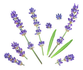 Naklejka premium Lavender flower twigs and green lavender leaves isolated on a white background, view from above.