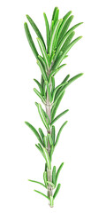 Fresh rosemary twig isolated on a white background. top view. Rosemary branch.