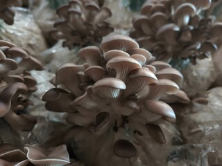 Mushroom cultivation growing in farm, Oyster Mushroom cultivation in organic farms, Close-up, selective, focus