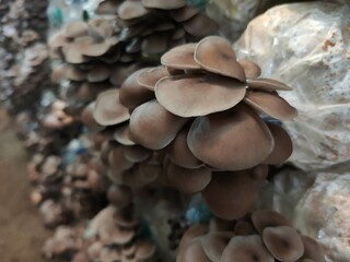 Mushroom cultivation growing in farm, Oyster Mushroom cultivation in organic farms, Close-up, selective, focus