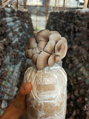 hand holding mushroom bag, Mushroom cultivation growing in farm , oyster Mushroom cultivation in organic farms Fresh
