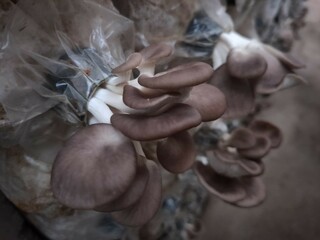 Mushroom cultivation growing in farm, Oyster Mushroom cultivation in organic farms, Close-up, selective, focus