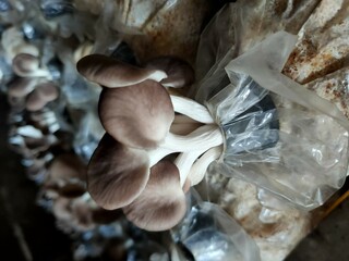 Mushroom cultivation growing in farm, Oyster Mushroom cultivation in organic farms, Close-up, selective, focus