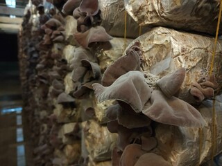 Selective focus on group of wood ear mushrooms grow from the plastic bags in the cultivation farm, Fresh Black Jew's ear, Black Wood ear, Black  Jelly ear