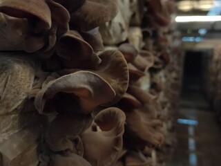 Selective focus on group of wood ear mushrooms grow from the plastic bags in the cultivation farm, Fresh Black Jew's ear, Black Wood ear, Black  Jelly ear