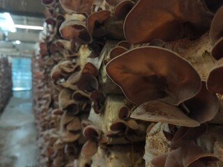 Selective focus on group of wood ear mushrooms grow from the plastic bags in the cultivation farm, Fresh Black Jew's ear, Black Wood ear, Black  Jelly ear