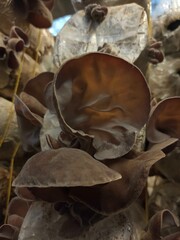 Selective focus on group of wood ear mushrooms grow from the plastic bags in the cultivation farm, Fresh Black Jew's ear, Black Wood ear, Black  Jelly ear