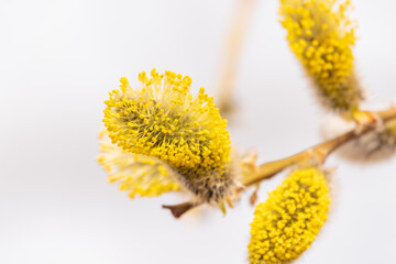 Nature awakes in spring. Blooming willow twigs and furry willow-catkins, so called seals or cats. Holly willow, Salix caprea © Dmitrii Potashkin