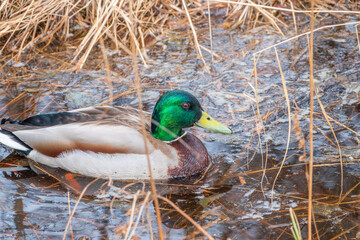 Duck swims in the pond.