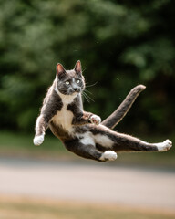 Grey and white cat jumps in the air