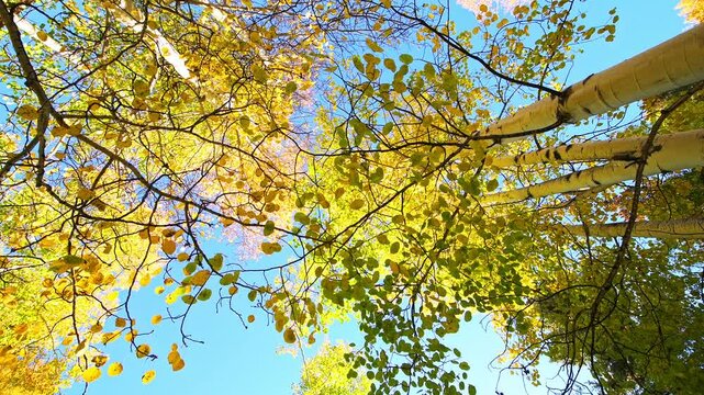 Quaking Aspen trees in Vail Colorado in autumn fall low angle sky looking up 360 degree roll rolling view with yellow foliage