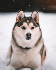 siberian husky dog