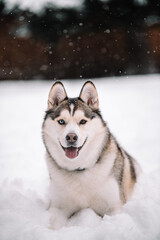 siberian husky dog