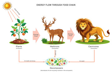 Energy flows from the sun to plants, herbivores, carnivores, and decomposers in the food chain