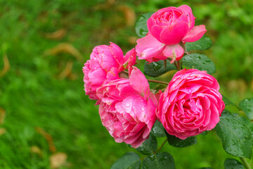 Blooming red rose bud with raindrops close up