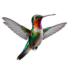Fototapeta premium Fantasy hummingbird on transparent background