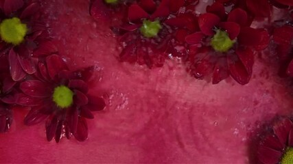 The red blossoms of chrysanthemums move in the water. Tiny chrysanthemum blooms float in the water. Red chrysanthemum flowers on magenta background. Droplets of water falling on the flowers. Concept
