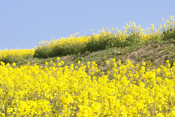 菜の花畑と青空