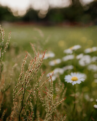 flowers in the grass