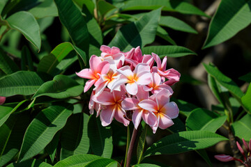 Pink plumeria blooming in a village on Hateruma Island