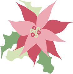 Fototapeta premium Christmas poinsettia illustration
