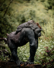 Mom and baby gorilla © Ahna