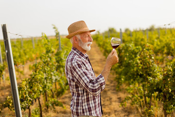 A vineyard caretaker admires a glass of wine amidst lush grapevines under the warm sun in the golden hour of late afternoon