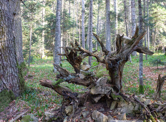 the roots of the tree turned outwards after a strong wind in the forest