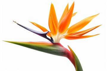 Obraz premium Bird of Paradise Tropical Flower Isolated, Strelitzia Bloom, Orange Exotic Bird Head Flower on White