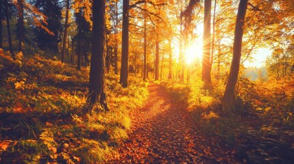 Fototapeta premium Golden Autumn Forest Path with Sun Rays