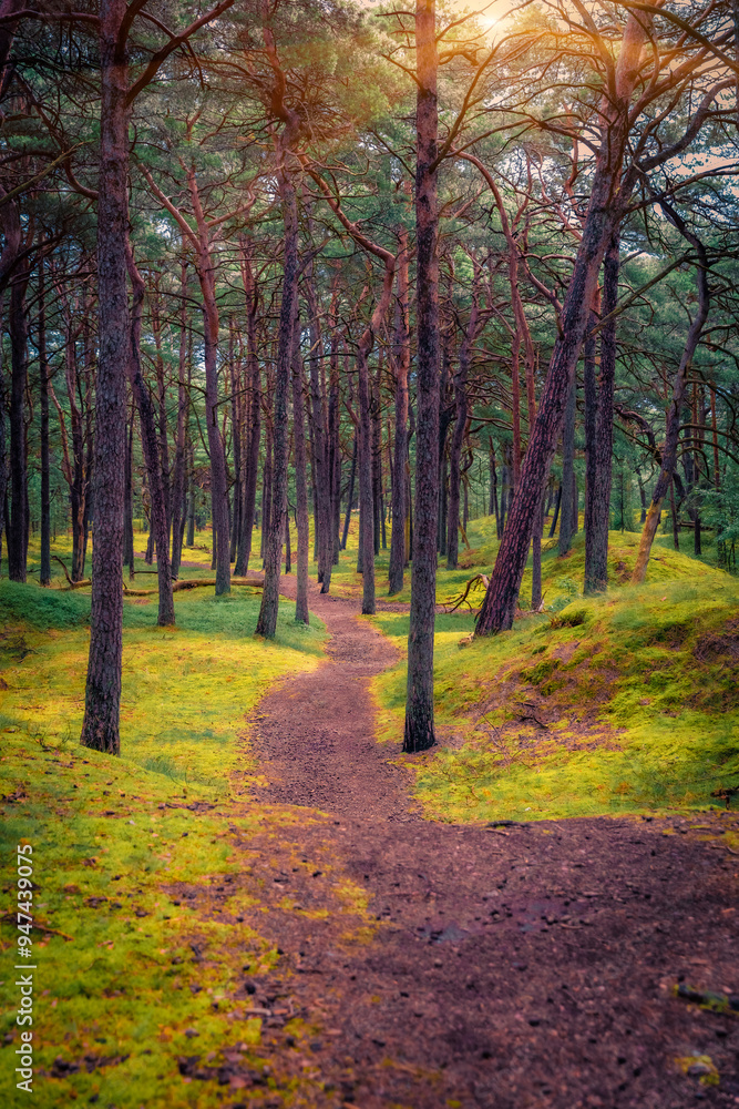 Canvas Prints Adorable summer sunrise in pine forest in Rugen island. Splendid morning view of pathway in woodland in Germany, Europe. Beauty of nature concept background.