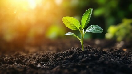 A vibrant green plant sprouting from the soil, highlighting the cycle of growth and renewal.