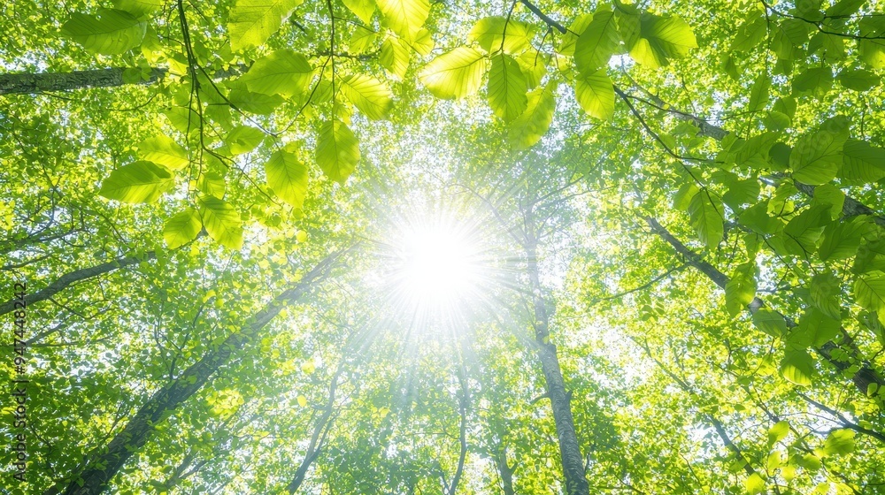 Poster sunlight through green tree canopy in summer forest