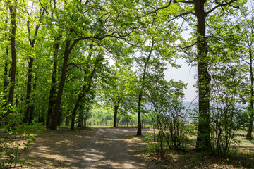 A forest with a path through it