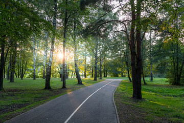 A road with trees on both sides and a sun shining on it