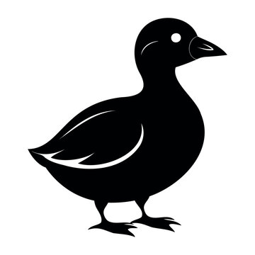 Parakeet auklet Black silhouette isolated on a white background, Duck silhouettes, vector collection