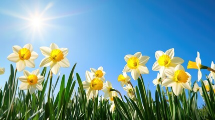 Fresh daffodils swaying in the breeze, set against a clear blue spring sky.