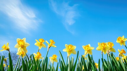 Vibrant daffodil flowers blooming against a bright blue spring sky, creating a cheerful background.