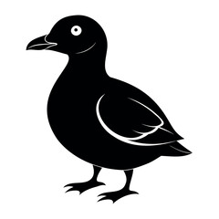 Parakeet auklet Black silhouette isolated on a white background, Duck silhouettes, vector collection