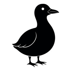 Parakeet auklet Black silhouette isolated on a white background, Duck silhouettes, vector collection