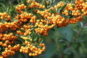 Fototapeta premium Pyracantha coccinea. Firethorn berries, rosaceae evergreen shrub.