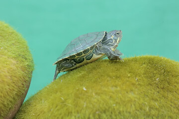A young red-eared slider tortoise is sunbathing on a moss-covered rock. This reptile has the...