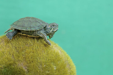 A young red-eared slider tortoise is sunbathing on a moss-covered rock. This reptile has the...