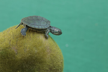 A young red-eared slider tortoise is sunbathing on a moss-covered rock. This reptile has the...