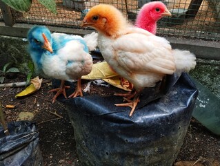 Colored baby chicks 