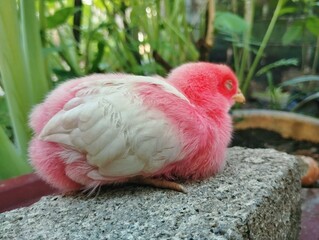 Colored baby chicks sitting on the brick 